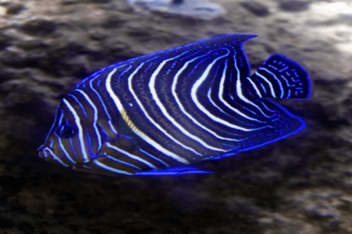 אנג'ל קוראן-koran angelfish