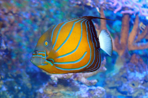 אנג'ל אנולריס-Annularis Angelfish