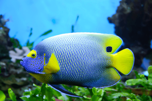 אנג'ל בלופייס-Blueface Angelfish