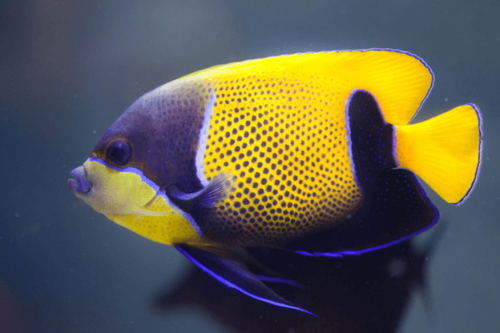 אנג'ל נברכוס-Majestic Angelfish