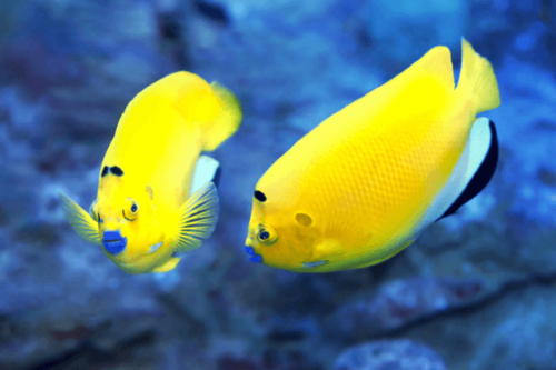 אנג'ל בלו ליפס-Flagfin Angelfish