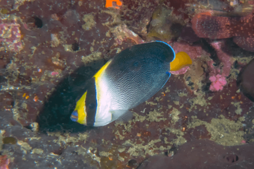 אנג'ל סינגפורי-Singapore Angelfish