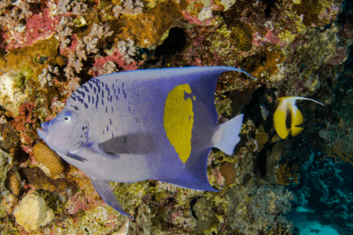 אנג'ל מקולוסוס-Maculosus Angelfish