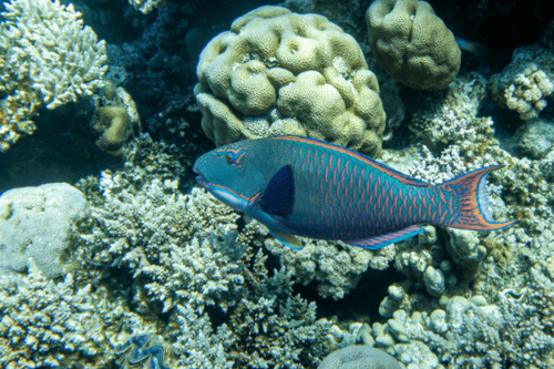 תוכינון ביקולור-Bicolor Parrotfish 