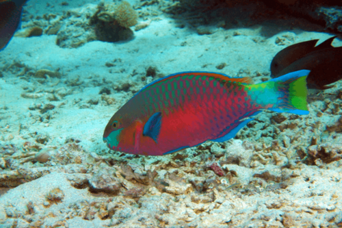 תוכינון קוי-Quoyi Parrotfish