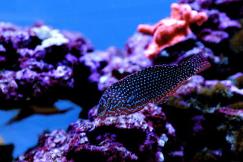 לאופרד ואראס-Ornate Leopard Wrasse