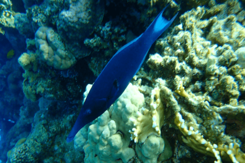ואראס פה ציפור-Pacific Birdmouth Wrasse