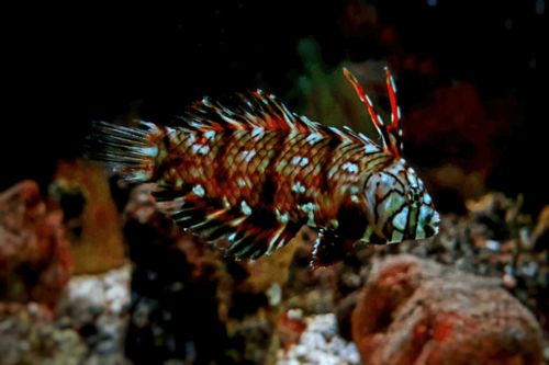 ואראס דרקון-Dragon Wrasse