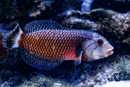 ואראס דרקון-Dragon Wrasse