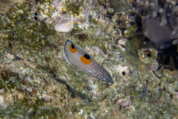 יולית ים סוף-Twin Spot Wrasse
