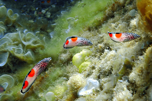 יולית ים סוף-Twin Spot Wrasse