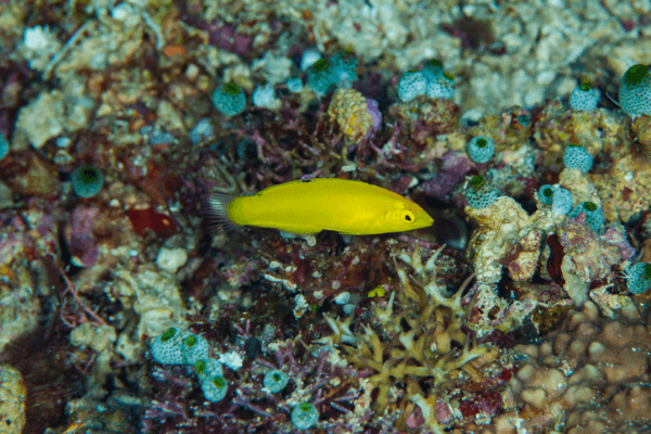 יולית צהובה-Yellow Wrasse