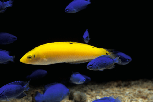 יולית צהובה-Yellow Wrasse