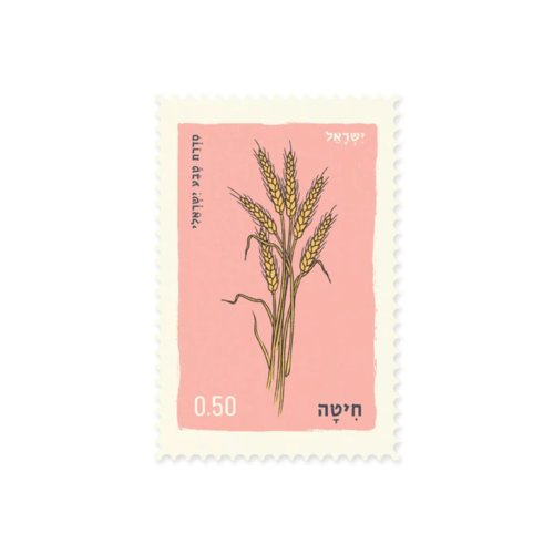 גלויה : חיטה Wheat
