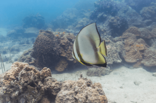 עטלף פינתוס-Pinnatus Batfish