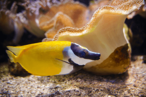פני שועל ראביט פיש Foxface rabbitfish