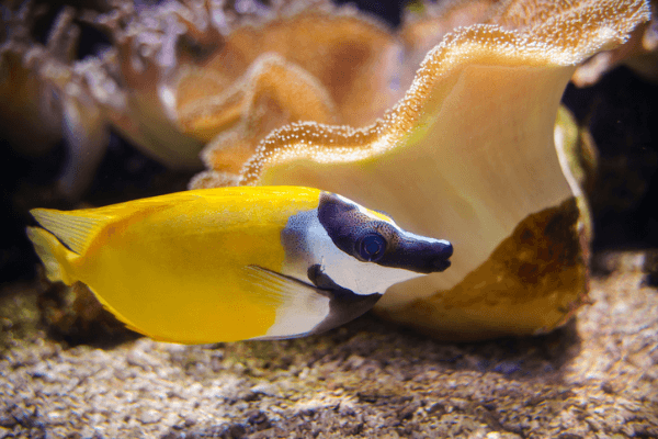 פני שועל ראביט פיש Foxface rabbitfish