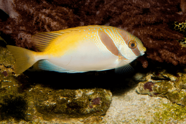פני ארנב וירגטוס-Two Barred Rabbitfish