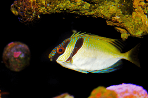 פני ארנב וירגטוס-Two Barred Rabbitfish
