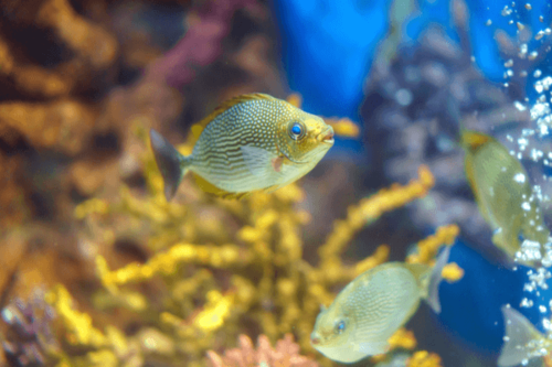 פני ארנבת מנוקד-Gold Spotted Rabbitfish