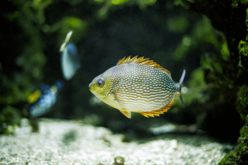 פני ארנבת מנוקד-Gold Spotted Rabbitfish