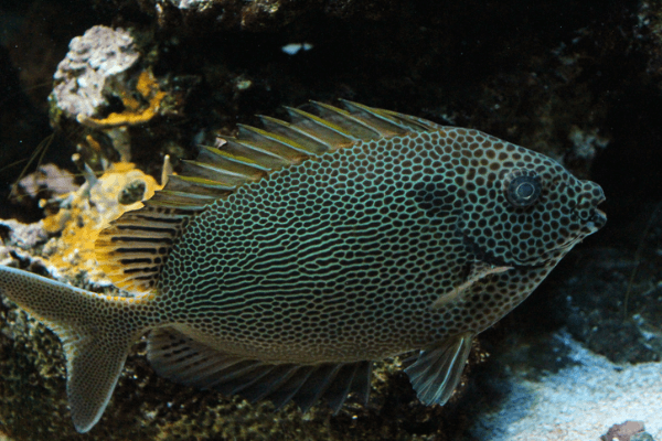 פני ארנבת בלו ספוטד-Blue Spotted Rabbitfish