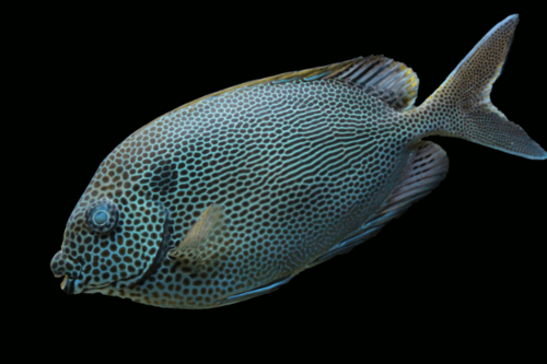 פני ארנבת בלו ספוטד-Blue Spotted Rabbitfish