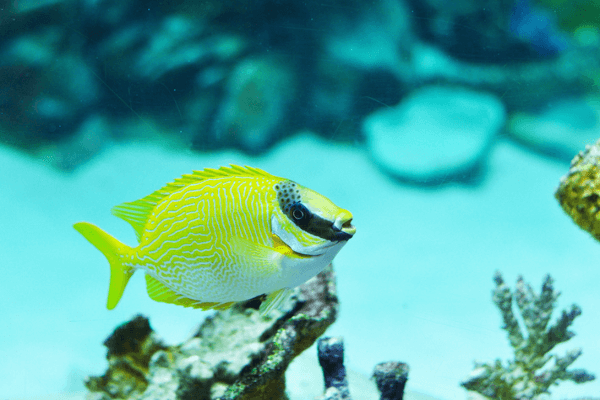 פני ארנבת מהודרת-Decorated Rabbitfish