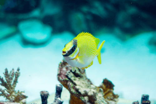 פני ארנבת מהודרת-Decorated Rabbitfish