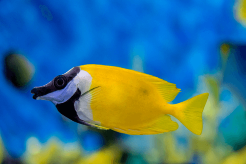 פני שועל ראביט פיש Foxface rabbitfish