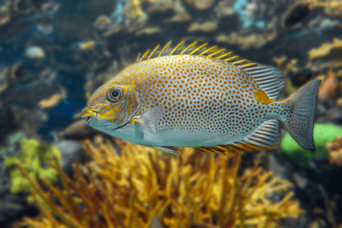 פני ארנבת גוטטוס-Yellow Blotch Rabbitfish