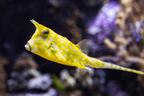 דג פרה-Longhorn Cowfish