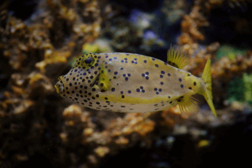 דג קופסא צהוב-yellow boxfish