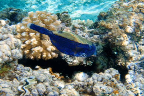 דג קופסא כחול-Whitespotted Boxfish