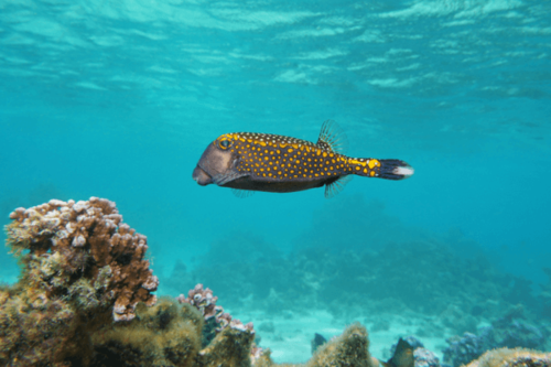 דג קופסא כחול-Whitespotted Boxfish