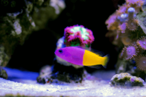 פסאודוכרומיס מלכותי Royal Dottyback
