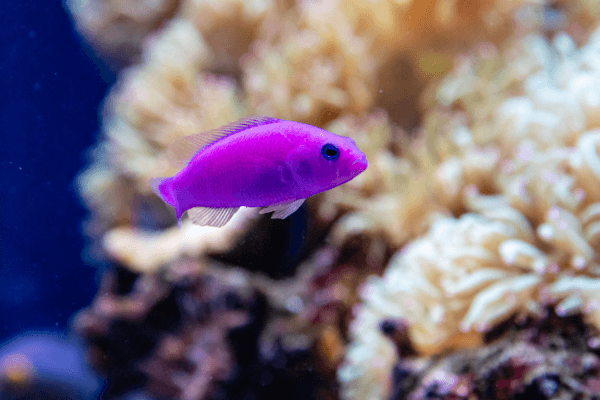 פסאודוכרומיס סגול Magenta Dottyback