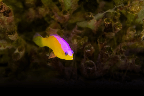 פסאודוכרומיס דיאדמה Diadem dottyback