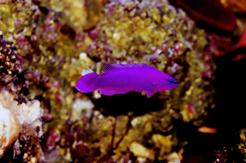פסאודוכרומיס פרידמני-Orchid Dottyback