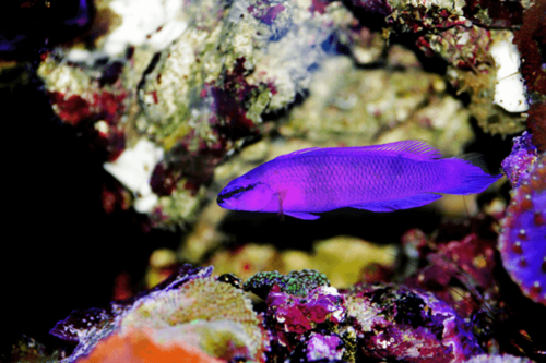 פסאודוכרומיס פרידמני-Orchid Dottyback