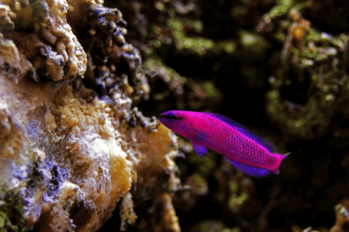 פסאודוכרומיס אינדיגו-Electric Indigo Dottyback