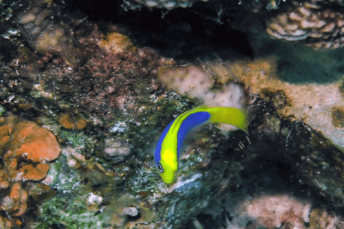 פסאודוכרומיס פלביורטקס-Sunrise Dottyback