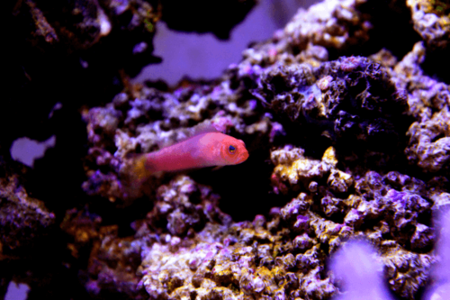 פסאודוכרומיס עין אדומה-Ring Eyed Dottyback