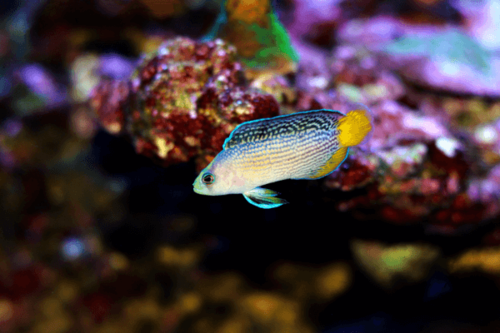 פסאודוכרומיס ספלנדיד-Splendid Dottyback