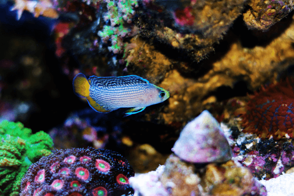 פסאודוכרומיס ספלנדיד-Splendid Dottyback