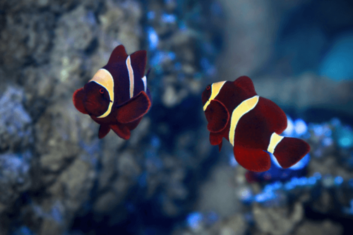 מארון-Spinecheek anemonefish