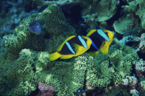 קלארקי-clarkii clownfish