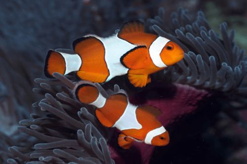 פרקולה-True Percula Clownfish