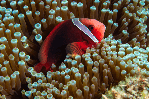 עגבנייה-Tomato Clownfish