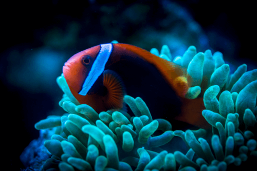 עגבנייה-Tomato Clownfish